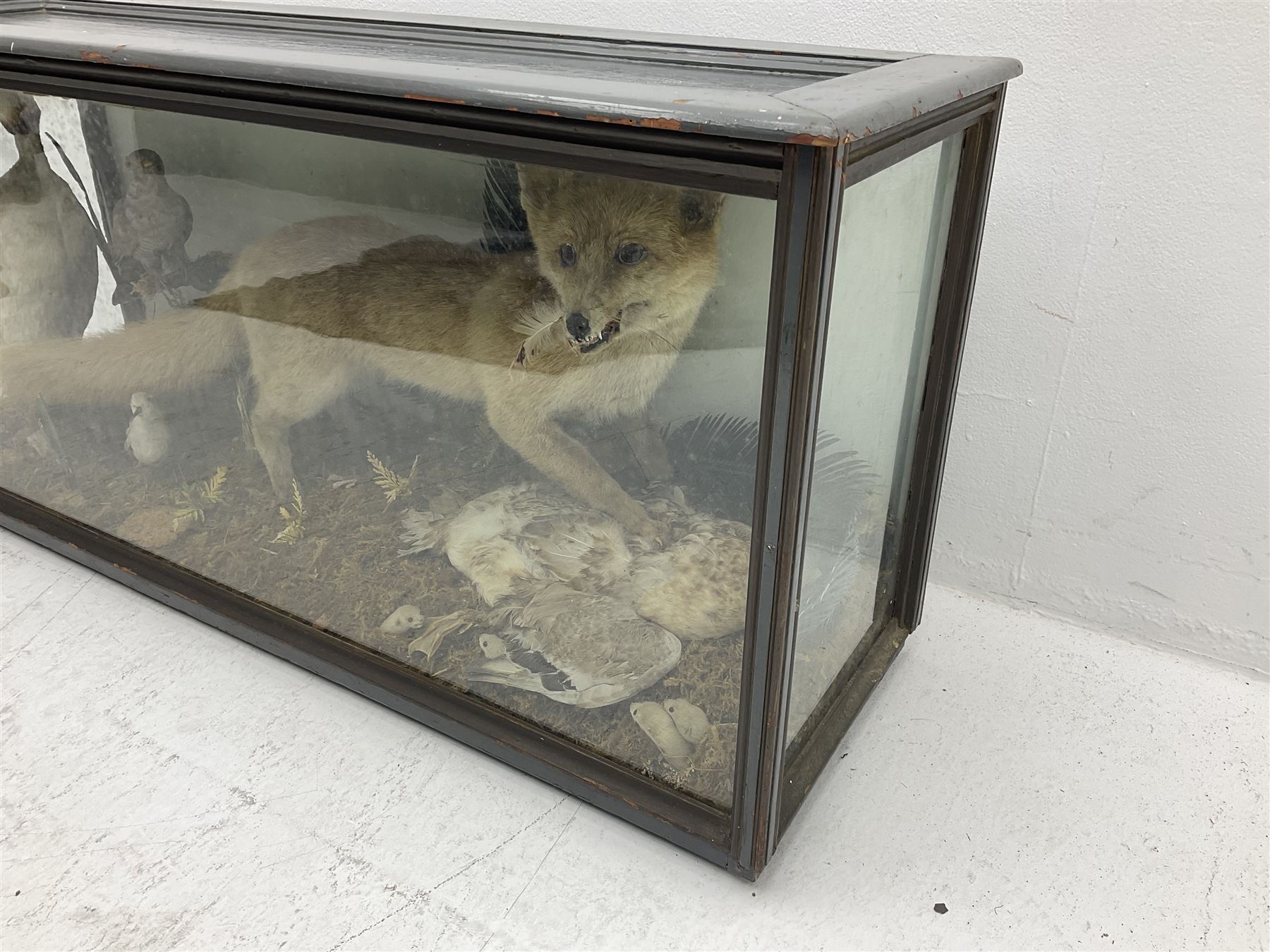 Taxidermy: 19th century cased display Red Fox (Vulpes vulpes) with pray, weasels (Mustela), Great Crested Grebe (Podiceps cristatus), and other birds in a naturalistic setting against a painted backboard, encased within an ebonised three pane display case, H56cm D38cm W113cm