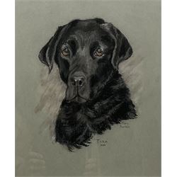 Mary Barker (British 20th century): 'Tara' - Portrait of a Labrador, pastel signed titled and dated 1988, 31cm x 26cm