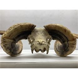 Skulls/Horns: Swaledale Ram Skull, (Ovis aries), set of adult horns on upper skull, H17cm