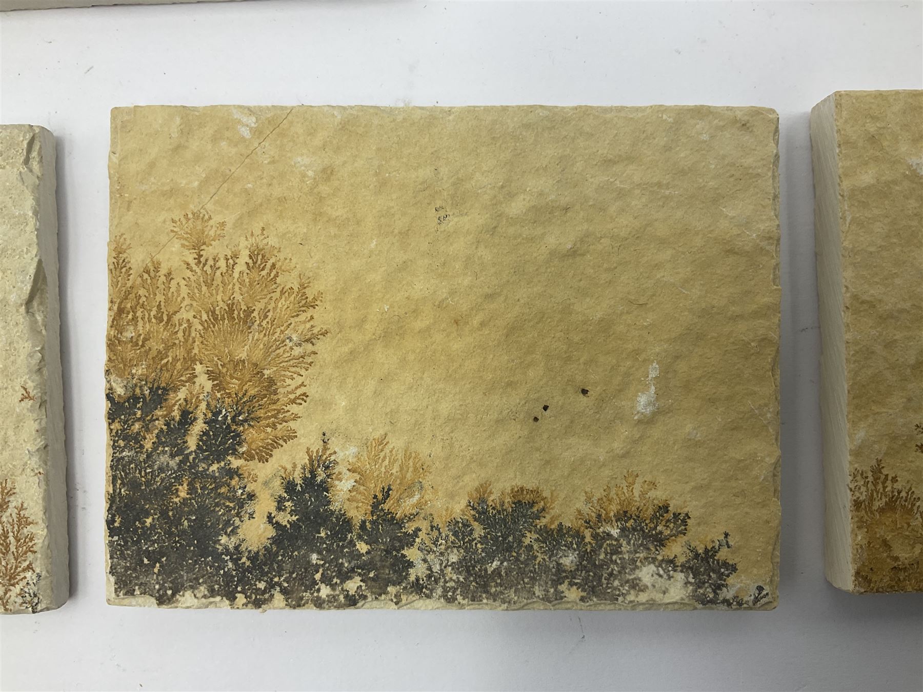 Six dendrite crystals each in an individual sandstone plaque, each plaque H6cm, L8cm