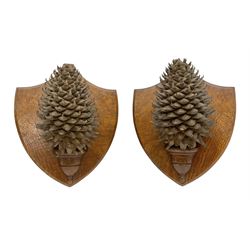 Pair of Pinus Coulteri cones, mounted upon Victorian ash shields, with a printed label verso 'Plants for Naming - Mr. C. Watney, of Watford, sent a splendid specimen of Pinus Coulteri from a tree 60 to 70 feet, having a girth of 9 feet 6 inches at 5 feet from the ground, the heaviest cone of which weighed 3 lb. (P. Coulteri is figured in The Gardener's Chronicle, 1885, March, p.415, figs. 73,74...', bearing Christie's lot labels, H36cm