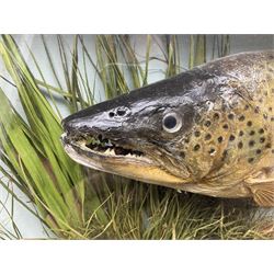 Taxidermy: Brown trout (Salmo trutta), skin mount set above a pebbled river bed with reeds and ferns, against blue painted back drop, enclosed within an ebonised bow-front display case, with 'Costa Beck June 8th 1920, Weight 3 3/4lbs',inscribed to the glass, H31cm, L62cm 