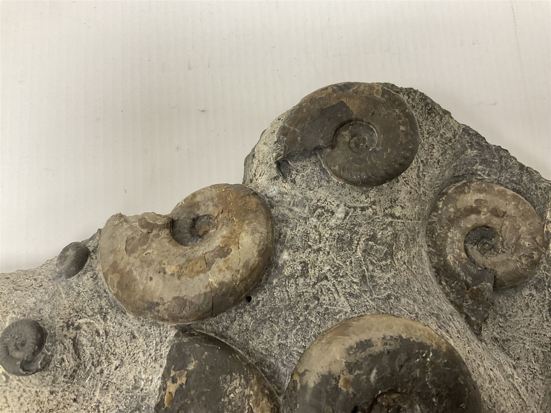Ammonite multi-block fossil, comprising Dactylioceras and Eleganticeras, age; Jurassic period, location; Port MulGrave, Whitby, H31cm L22cm 