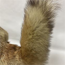 Taxidermy: European Red Fox (Vulpes vulpes), full mount adult on open display with standing alert with ears forward front paw raised, upon a naturalist base, H62cm, L78cm