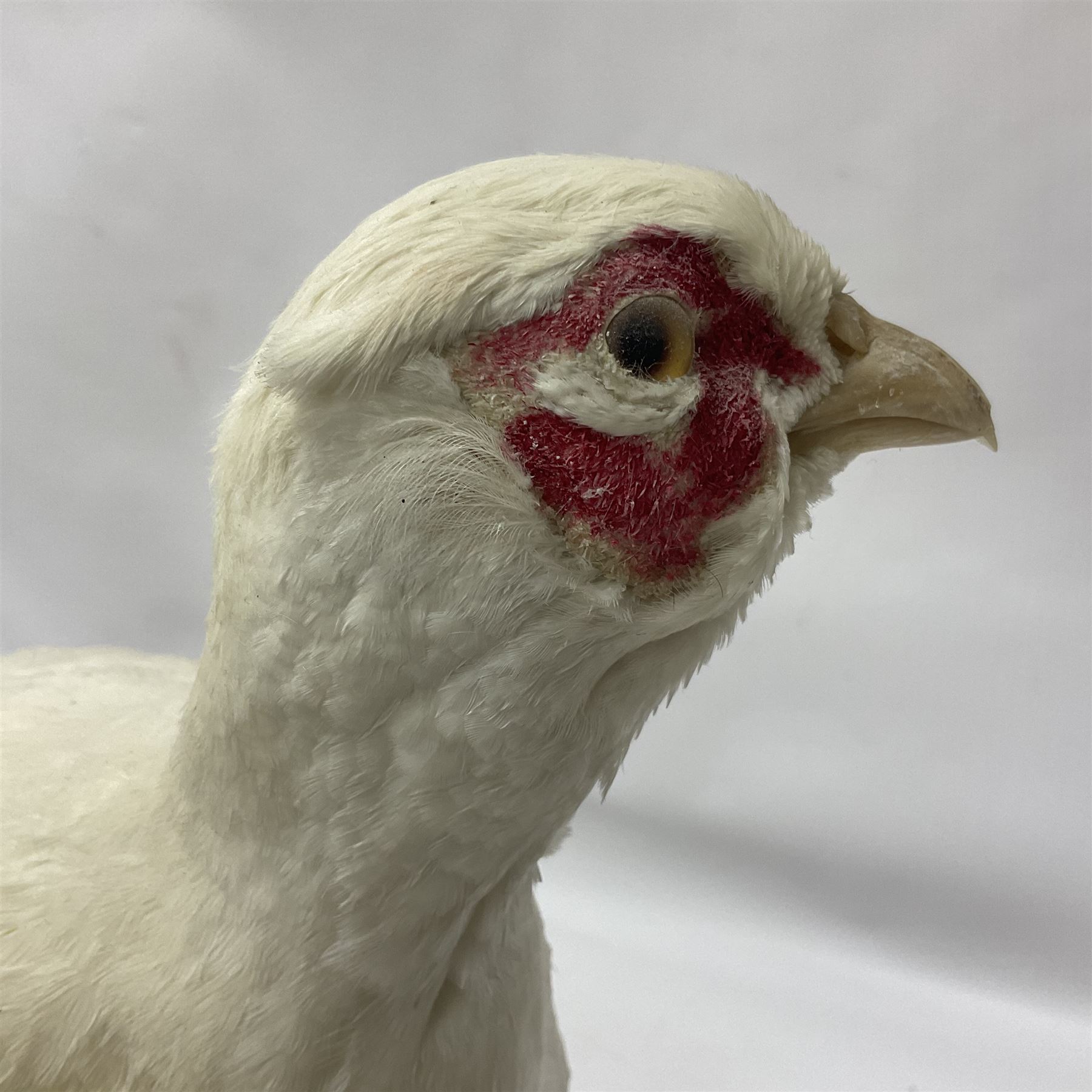 Taxidermy; pair of Common Pheasants (Phasianus Colchicus), white cock and hen adult mounts, upon a wooden base, H51cm  