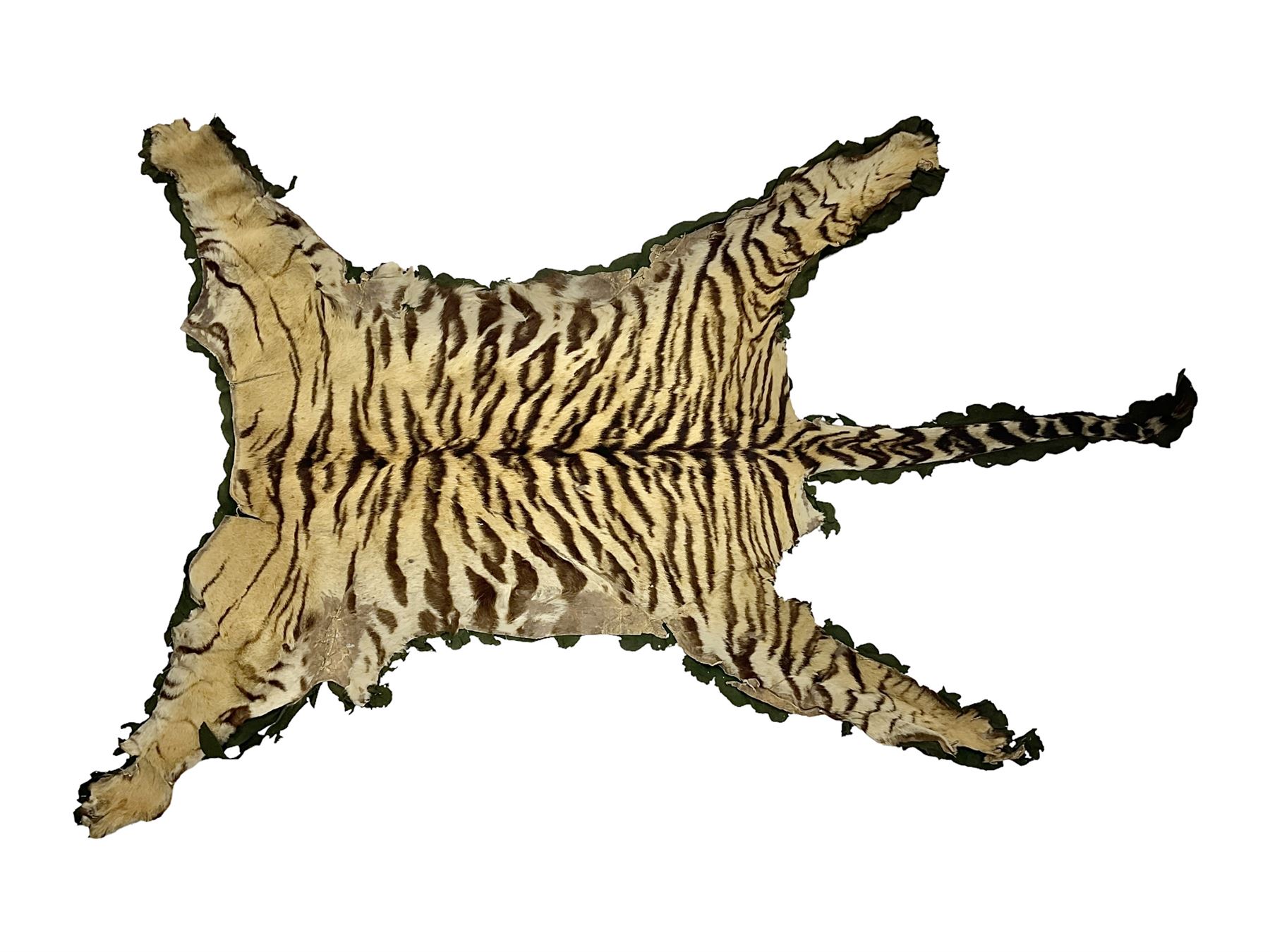Skins/Hides: Victorian Tiger skin rug (tigris tigris), with green backing with scalloped edges,  L188cm  