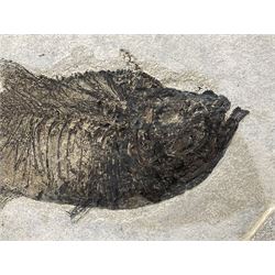Large Fossilised fish in matrix (Knightia alta), age; Eocene period, location; Green River Formation, Wyoming, USA, in frame, fish L42cm, frame H49cm, L72cm