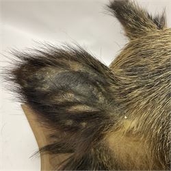 Taxidermy: European Wild Boar (Sus scrofa), adult male shoulder mount looking straight ahead mouth agape, mounted upon a wooden shield, D52cm