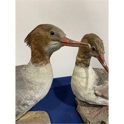Taxidermy: Pair of Common Mergansers (Mergus merganser), full mounts, each upon naturalistic base, one example detailed with grasses, largest approximately H34cm, together with Coot and Duck, full mounts, duck upon rectangular wooden plinth, coot upon circular plinth detailed with moss and lichen. All on open display.