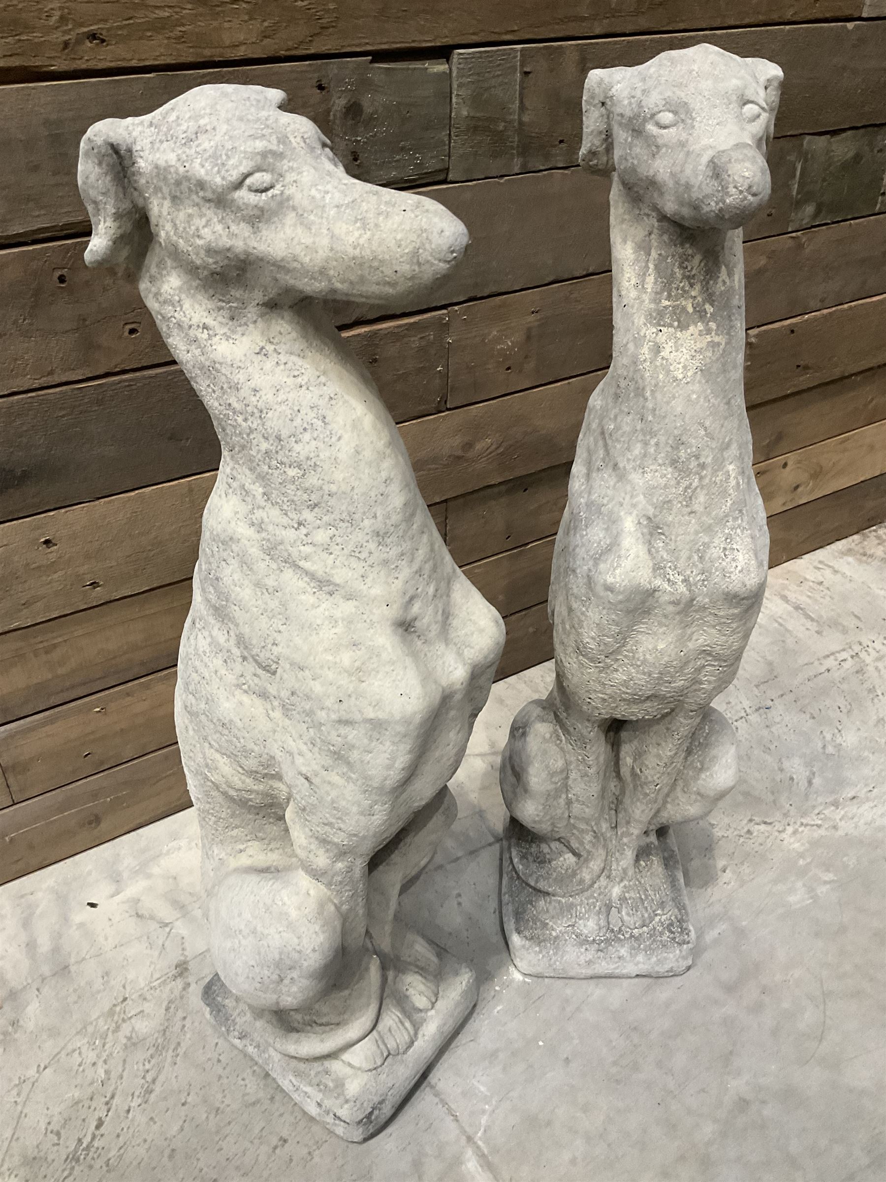 Pair of cast stone seated greyhounds, on square plinth base