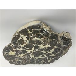 Septarian slice, polished, with a calcite centre and argonite/siderite lines within limestone rock, L26cm, W19cm