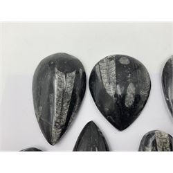 Ten individual polished orthoceras fossils, age; Devonian period, location; Morocco, largest L13cm, W4cm