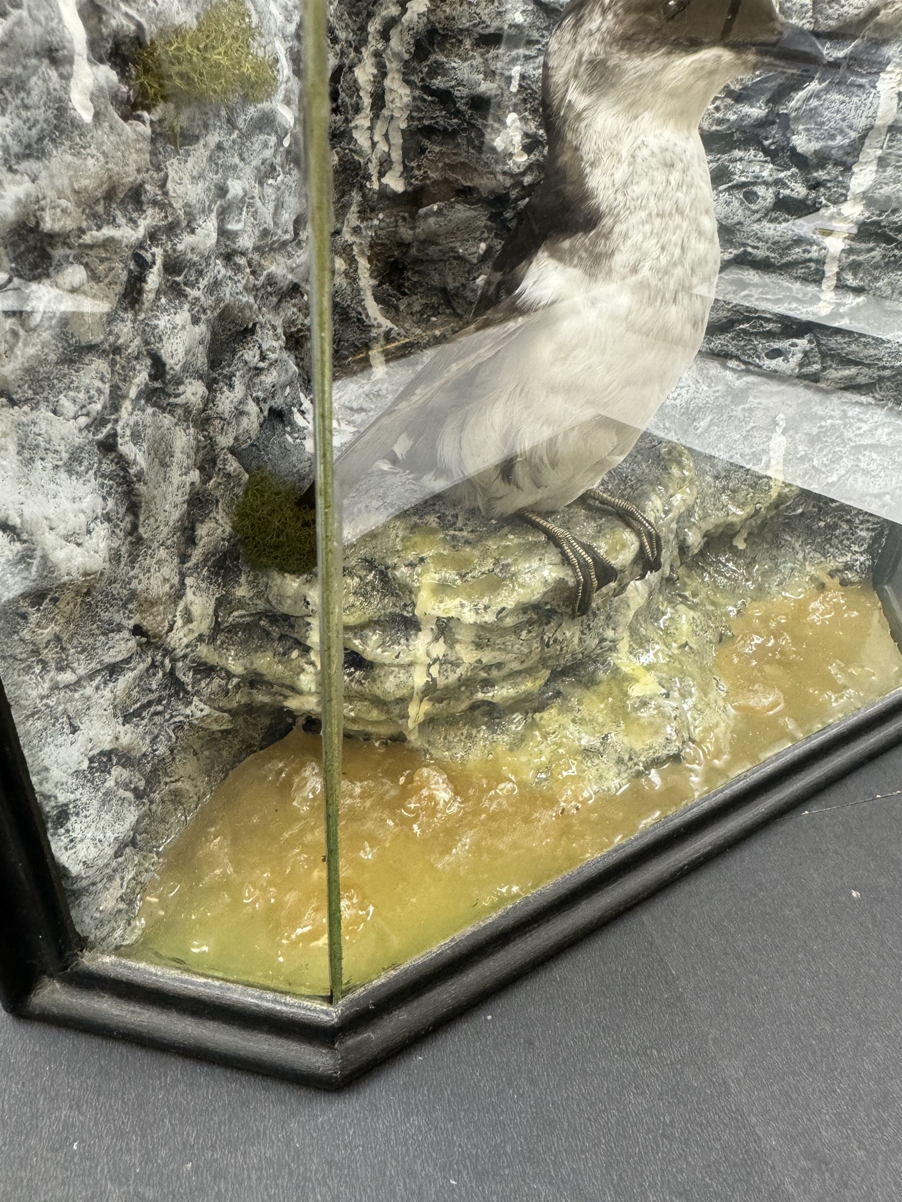 Taxidermy: Cased Little Auk (Alle alle), immature full mount, stood upon a painted faux rock ledge,the backdrop as a cliff with moss, enclosed within a ebonised angled four-glass display case, H32cm