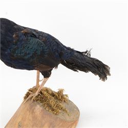 Taxidermy: Melanistic Cock Pheasant (Phasianus colchicus), full male adult mount upon a wooden base, H40cm
