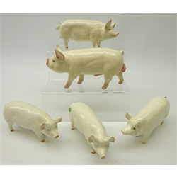Five Beswick pig models, 'Middle White Boar', two 'Champion Wall Queen' and two 'Wall Champion Boy' (5)