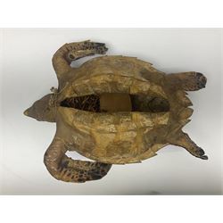 Taxidermy: Hawksbill Sea Turtle (Eretmochelys imbricata), juvenile full mount, beak to shell base, 40cm