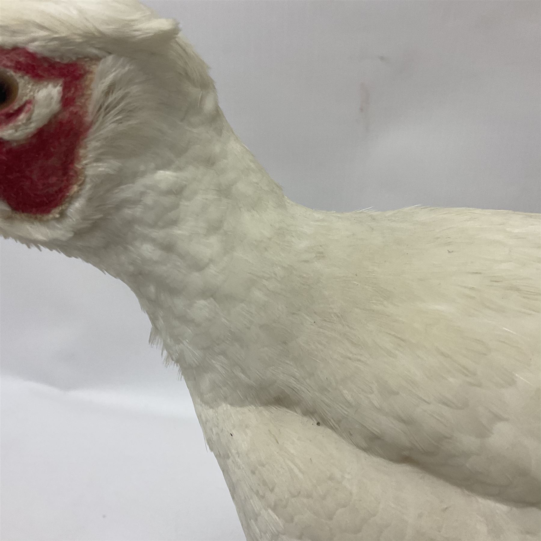 Taxidermy; pair of Common Pheasants (Phasianus Colchicus), white cock and hen adult mounts, upon a wooden base, H51cm  
