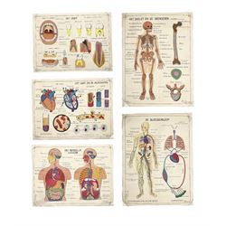 Five early 1980s Dutch medical posters, double sided decorated with colourful label anatomical diagrams, marked Hebri, Holland, W70cm H92cm