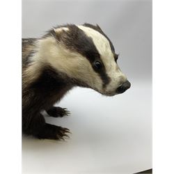 Taxidermy: European badger (Meles meles) full mount in walking position L82cm. 
