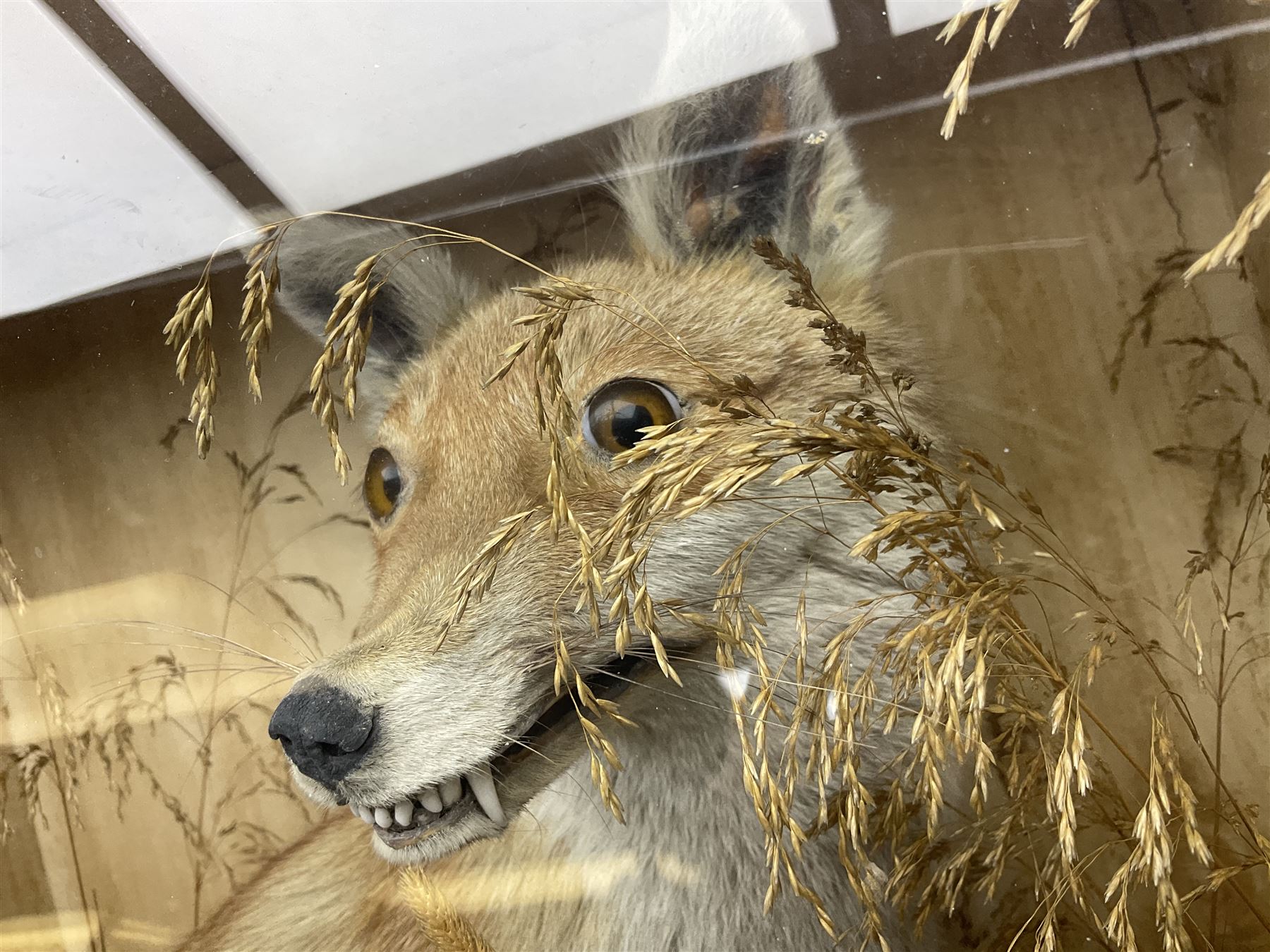 Taxidermy: 19th century cased display Red Fox (Vulpes vulpes), full adult mount in seated position with tail curled in front, in a naturalistic setting, encased within a ebonised single pane display case, H64cm, L58cm