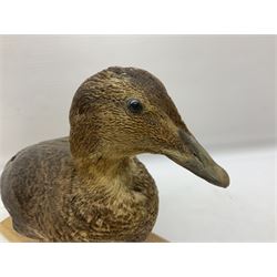 Taxidermy; Moorhen (Gallinula), mounted upon a stepped circular base with naturalistic detail, together with Mallard duck (Anas platyrhynchos) female specimen upon a rectangular wooden base, tallest example H33cm