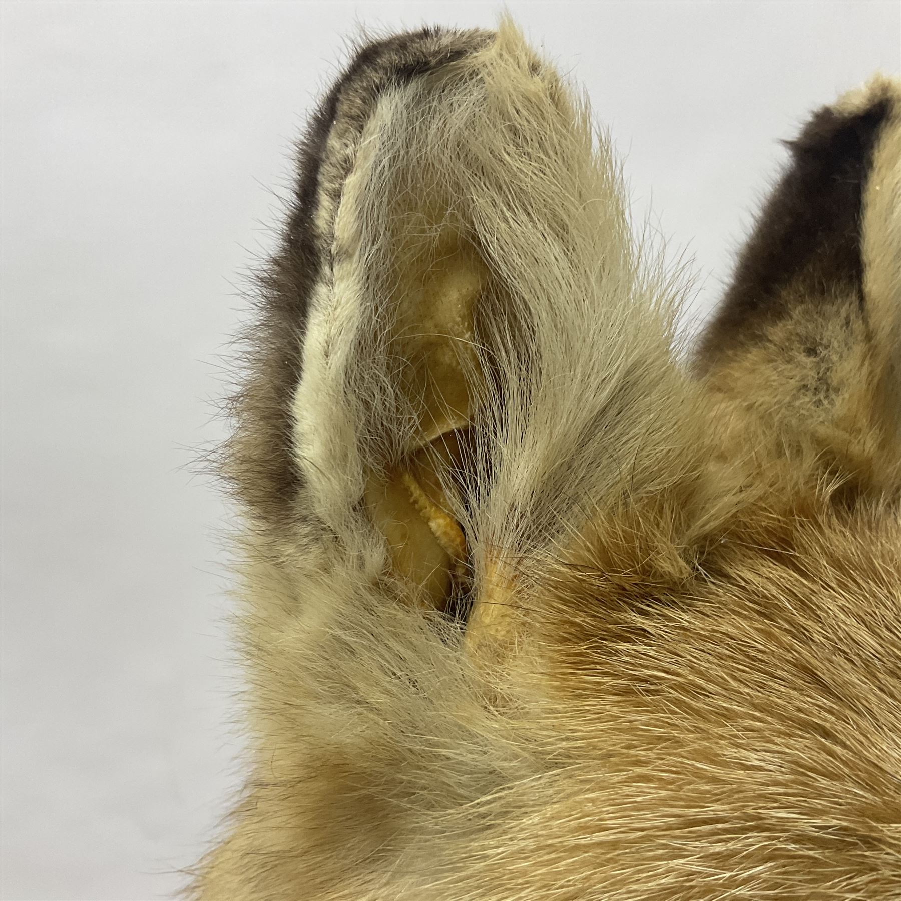 Taxidermy: European Red Fox (Vulpes vulpes), full mount adult on open display with standing alert with ears forward front paw raised, upon a naturalist base, H62cm, L78cm
