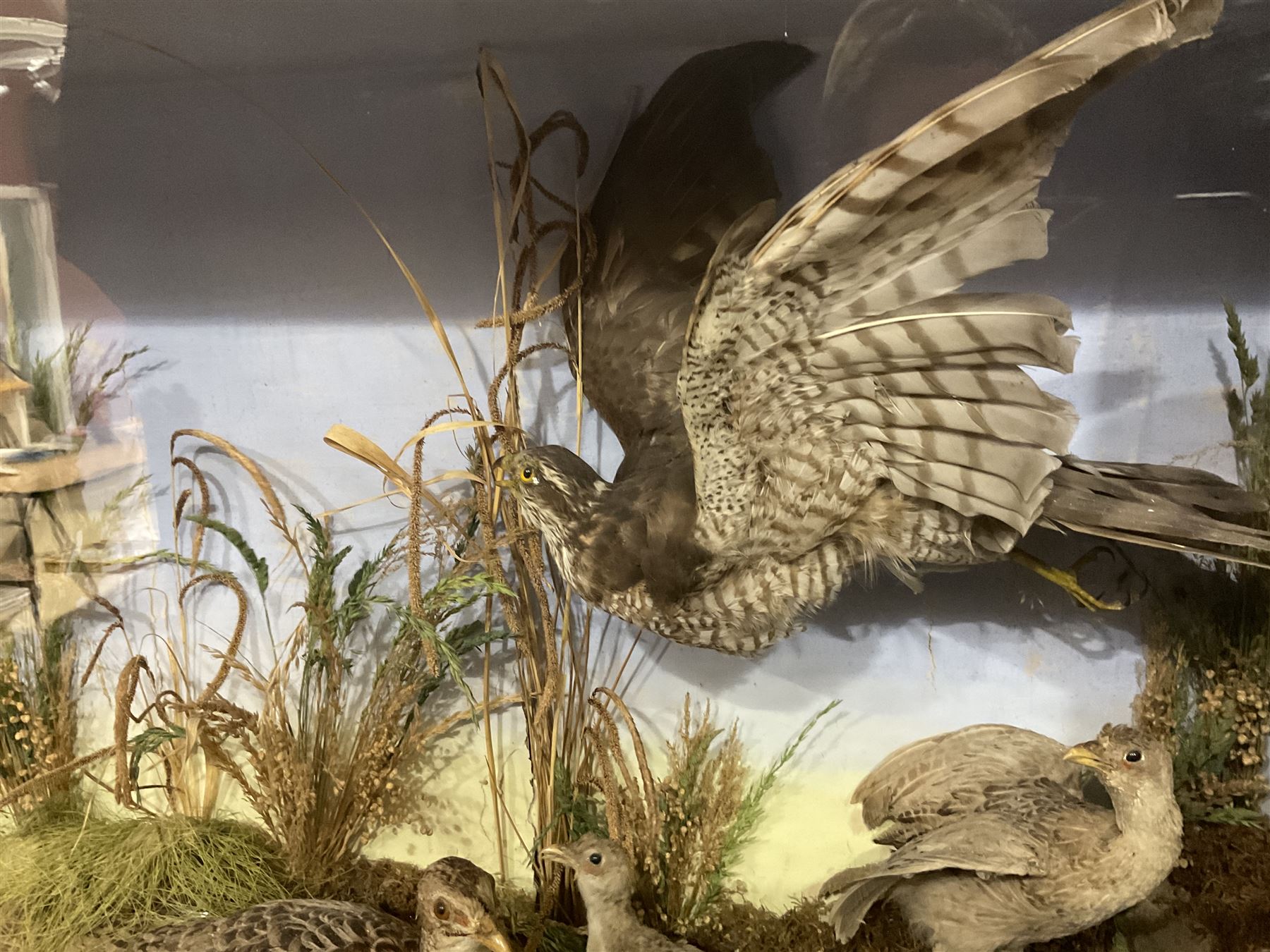 Taxidermy: Late Victorian Diorama of Pheasants and a Sparrowhawk, depicting Ring-necked Pheasants (Phasianus colchicus), a female with her chicks, a full mount adult female Sparrowhawk (Accipiter nisus) above in flying position, all mounted in a naturalistic setting of mosses, branches and tall grasses, on faux rock base, set against a blue sky painted backdrop, enclosed within a large ebonised three-glass display case, H79.5cm, W107cm