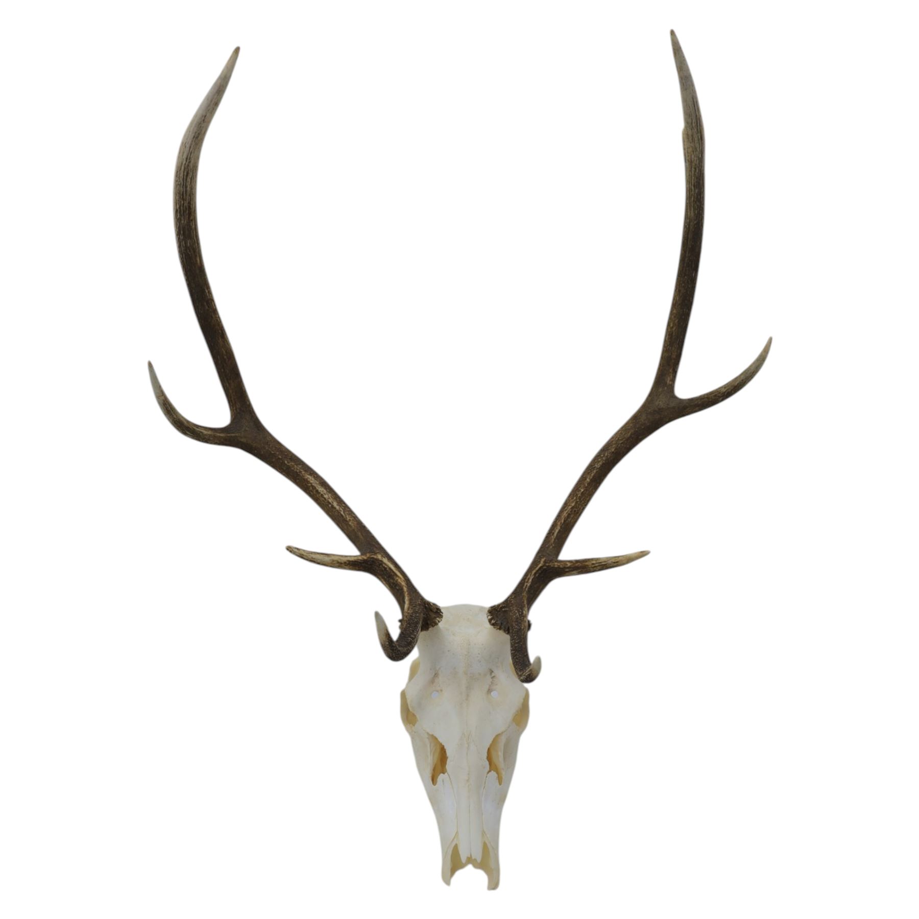 Antlers/Horns: Pair of Red Deer (Cervus elaphus) antlers on skull, H105cm