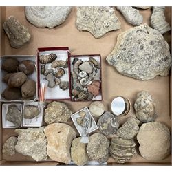 Natural History - A large collection of fossils, to include fossilised shells, and molluscs, of various size and form, etc. 