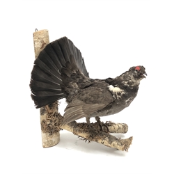  Taxidermy - Pair of Dusky Grouse, naturisticly mounted on branches, H46cm max (2)  