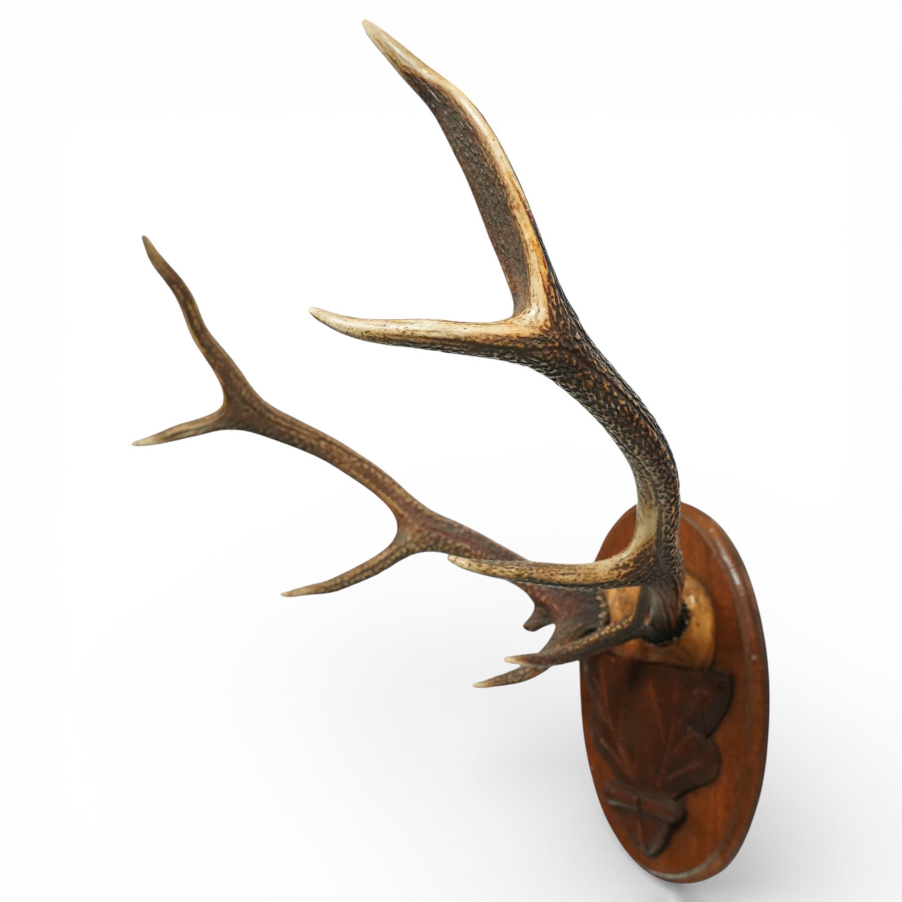 Antlers/Horns - Eight point antlers with partial skull on carved wooden plaque, W49cm and another set of eleven point antlers on carved wooden plaque, W47cm (2)