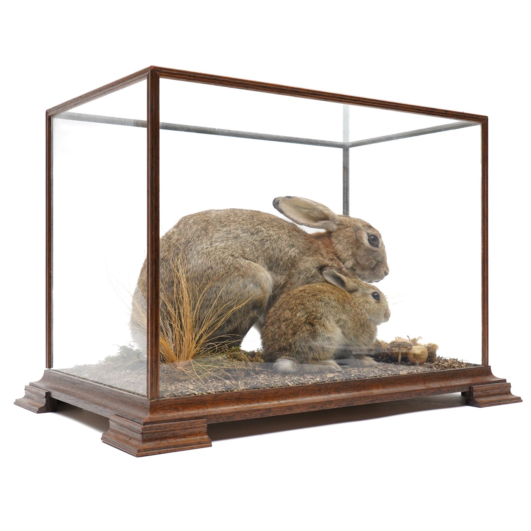 Taxidermy - Cased Rabbits (Oryctolagus cuniculus) | Taxidermy ...