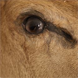 Taxidermy - Red Deer (Cervus elaphus), adult doe head mount facing forwards, on wooden shield, H77cm
