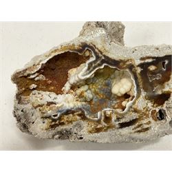 Large collection of Agatized Coral, largest H11cm (12)