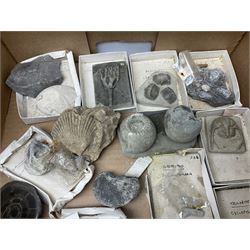 Natural history; Collection of rock and mineral specimens to include muscovite, sphalerite zinc blende, breccia, migmatite, fluorite etc, housed in a wood box, some named 