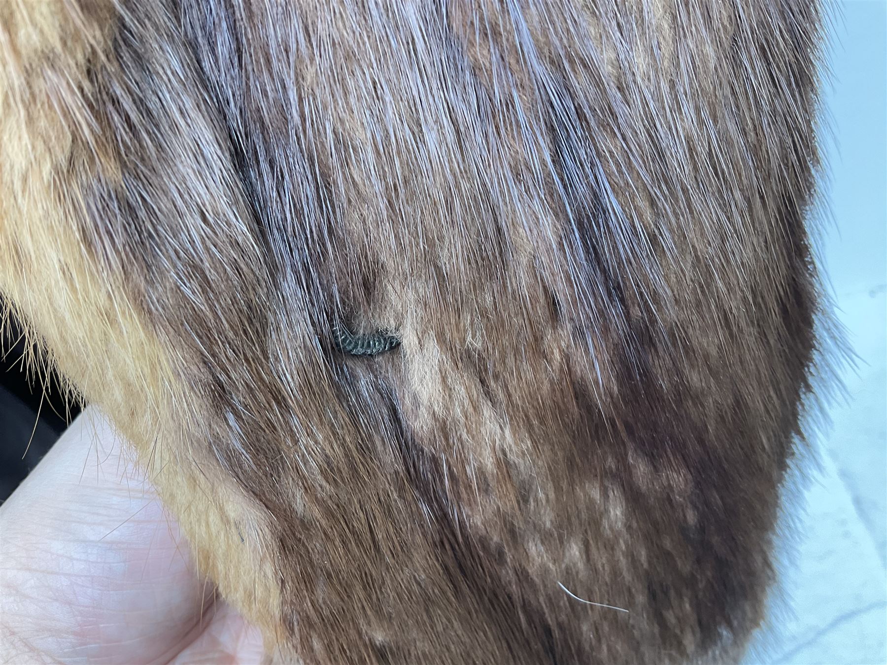 Brown mid length musquash fur coat by National Fur Company together with white rabbit cape