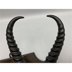 Antlers/horns; Bushbuck (Tragelaphus sylvaticus),  Duiker Buck (Sylvicapra grimmia) and Springbok (Antidorcas marsupialis), three pairs of adult antlers upon an oak shield, shield H38cm 