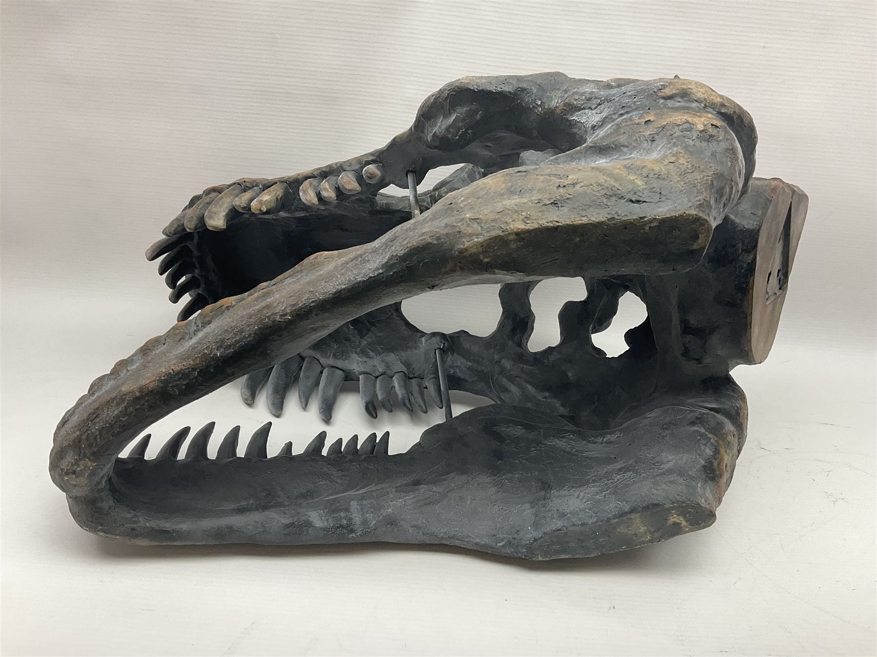 Composite model of a T-Rex dinosaur Skull, L50cms, H36cm 