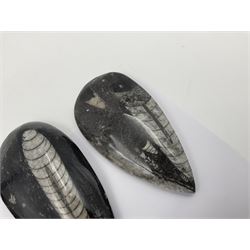 Ten individual polished orthoceras fossils, age; Devonian period, location; Morocco, largest L13cm, W4cm