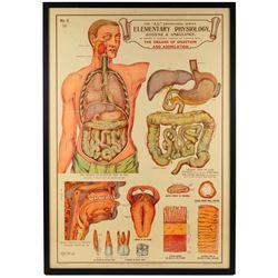 Complete set of eight 'AL Educational Series Elementary Physiology Hygiene and Ambulance' medical posters by Robert R Holding (Zoological and Anatomical artist), published by E J Arnold & Son Ltd of Leeds, Glasgow and Belfast, all framed
