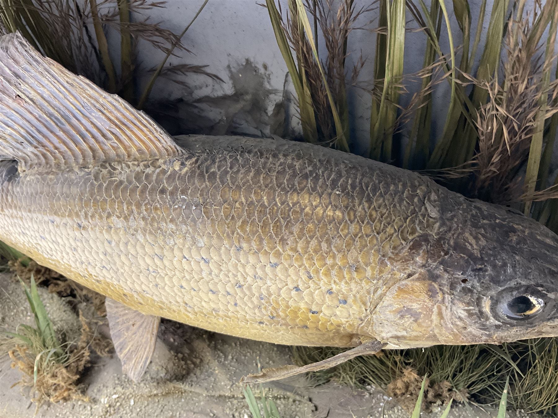 Taxidermy: Grayling (Thymallus thymallus), preserved by John Cooper & Sons, 28 Radnor Street, St Luke's, London, skin mount set above a pebbled river bed with reeds and grasses, set against blue painted back drop, with inscription 'Grayling caught by Rev R.S. Ricketts at Kirkham Bridge Sept 14th 1895, artificial fly - single hair' L57cm H29cm 