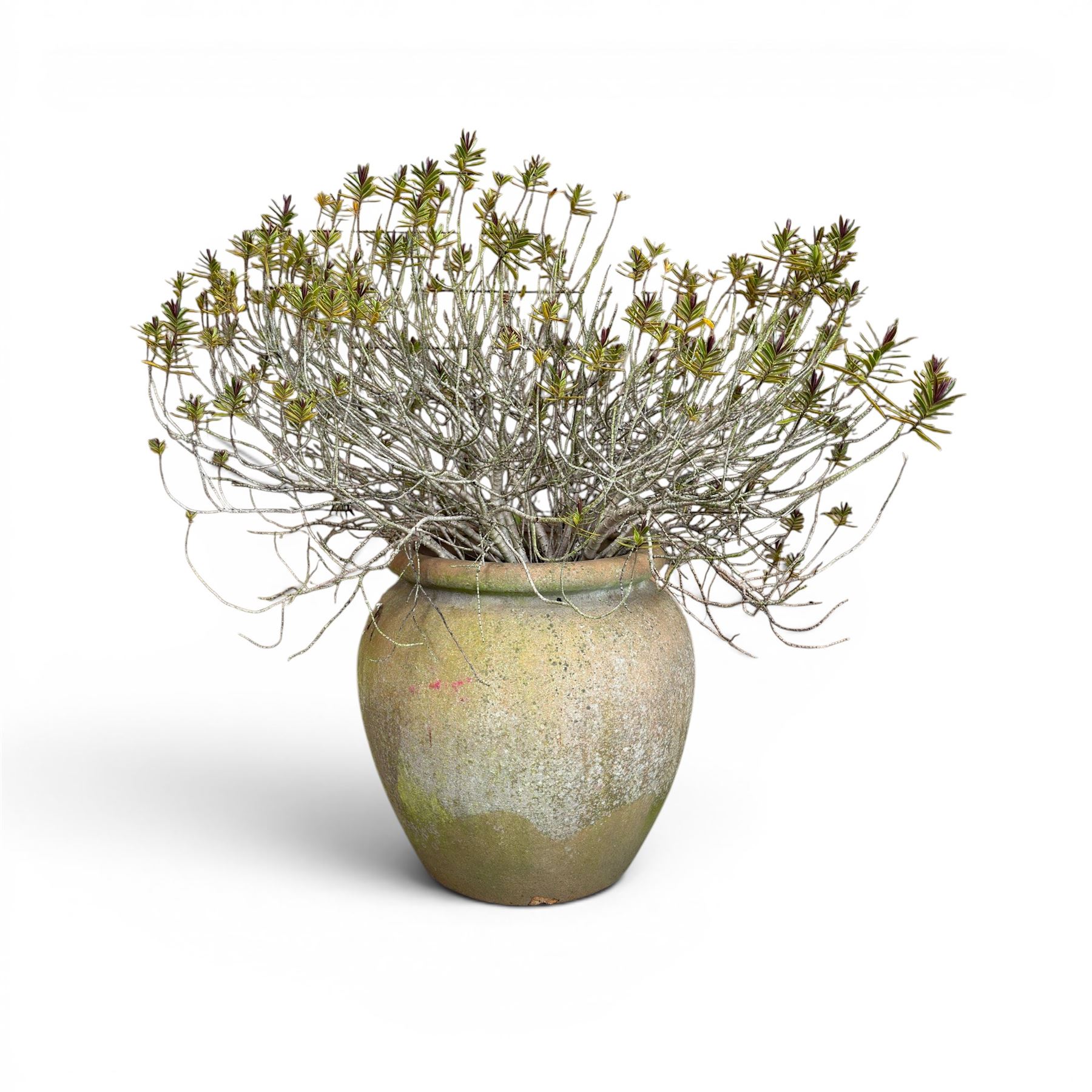 Large terracotta circular planter, oval form with ribbed top, planted; and an Errington Reay & Sons terracotta planter