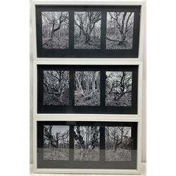 English Contemporary: 'Survivors - Broxa Forest', nine monochrome photographs framed as three, titled and dated 2022 verso, each 20cm x 15cm (framed 33cm x 63cm overall) (3)