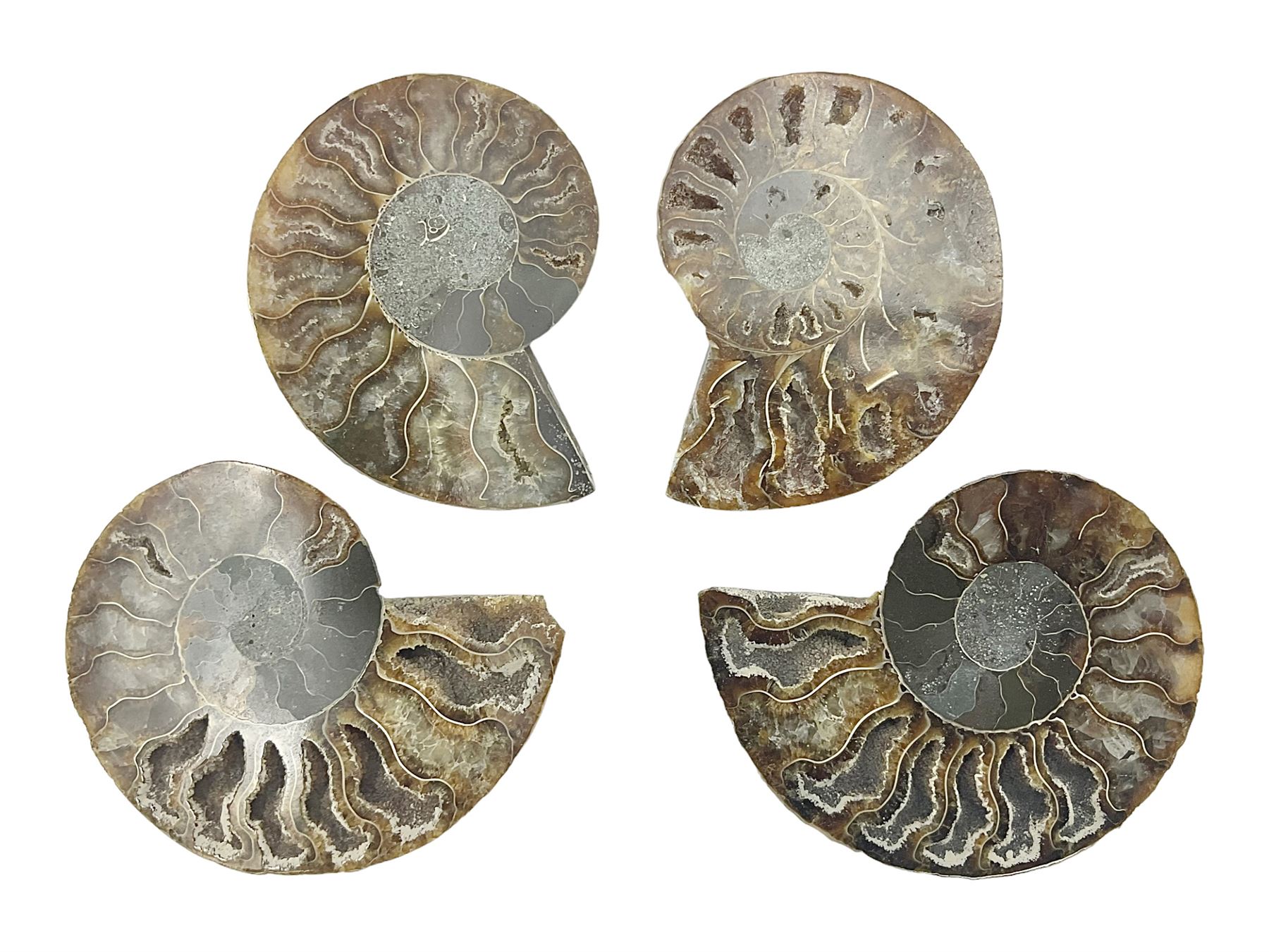 Two pairs of sliced ammonite fossils with polished finish, age: Cretaceous period, location: Madagascar, largest D7cm