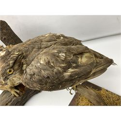 Taxidermy: Long-eared Owl (Asio otus), full adult mount upon a cut tree branch, together with European Sparrowhawk (Accipiter nisus), full adult mount, upon a branch in a naturalistic setting, owl H36cm 
