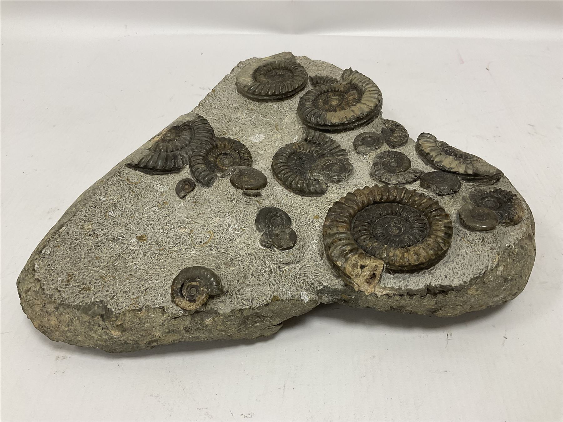 Ammonite multi-block fossil, comprising Arnioceras semicostatum, age; Jurassic period, location; Tunstall, Holderness coast, H30cm, L30cm 