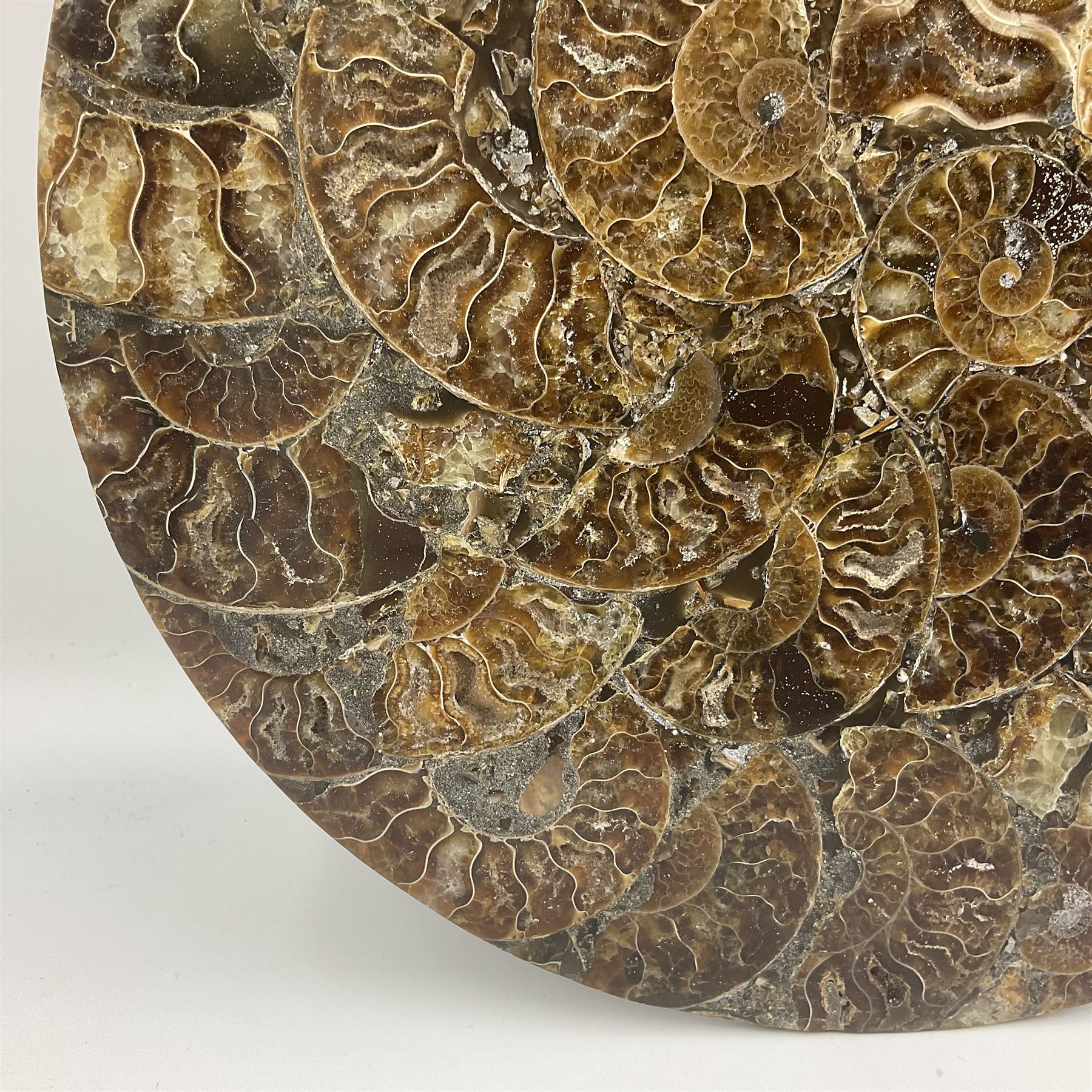 Polished ammonite plate, formed of individual ammonites, age: Jurassic period, D28cm