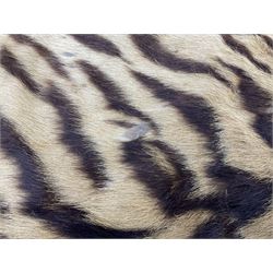 Skins/Hides: Victorian Tiger skin rug (tigris tigris), with green backing with scalloped edges,  L188cm  