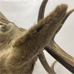 Taxidermy: Red Deer (Cervus elaphus), adult male imperial stag shoulder mount looking straight ahead, eleven point antlers, mounted upon a shaped wooden shield, D65cm