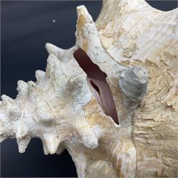 Conchology: selection of conch shells, to include horned examples, largest H17cm, L24cm